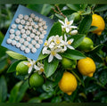 Fondant parfumée ; fleur de citronnier