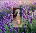 Sprays ambiance : lavande